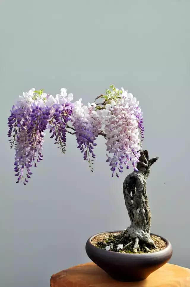 一棵紫藤树，美了一个家！