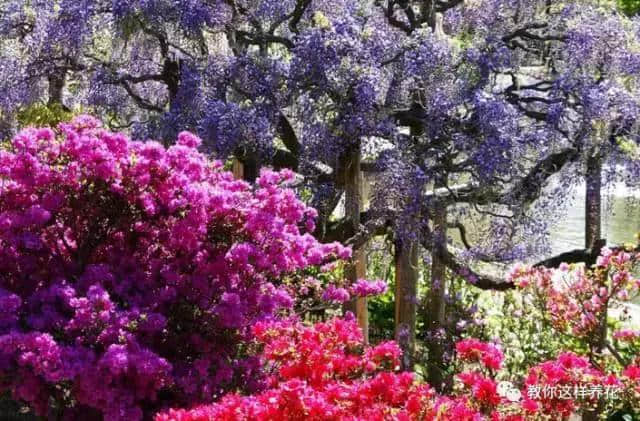 145岁的紫藤树，堪称世界上最美的树，看过的都被迷倒了！