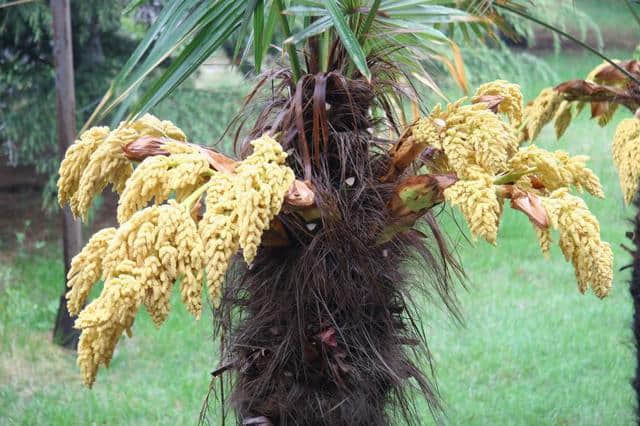 家里养盆棕榈树，好看又好养，花能用来炒菜！