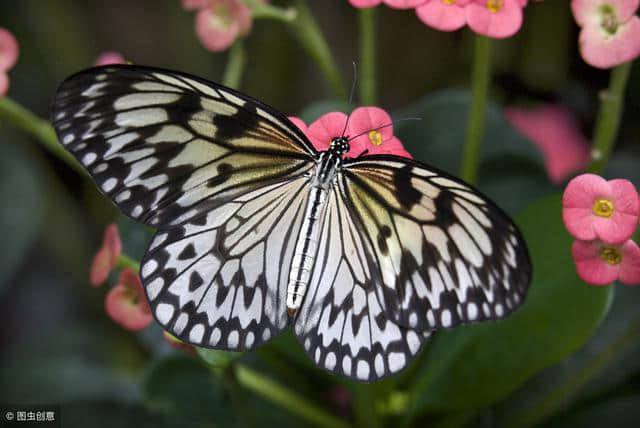 在这春光明媚百花齐放的季节，一起来读这描写蝴蝶的8首诗吧