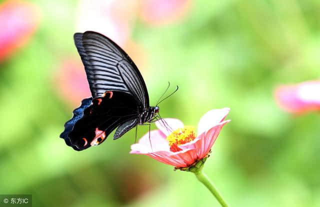 在这春光明媚百花齐放的季节，一起来读这描写蝴蝶的8首诗吧