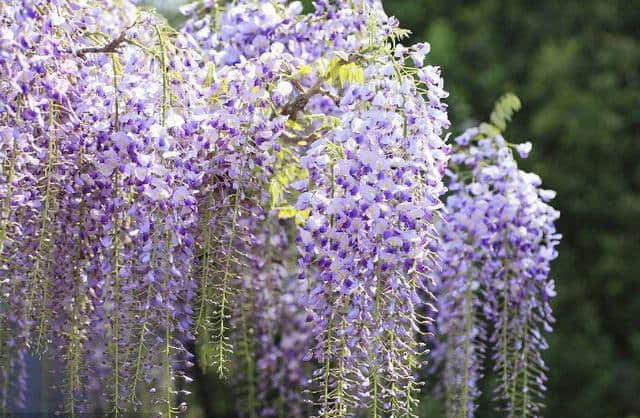 紫藤：花繁满树的紫藤太漂亮了！快来看看怎么管理的