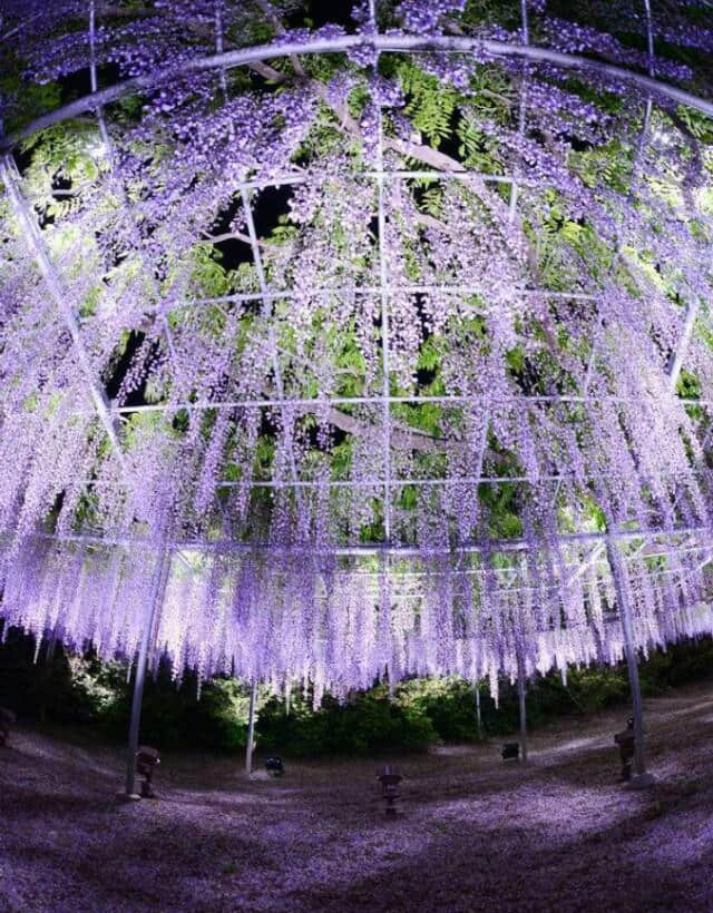 紫藤：花繁满树的紫藤太漂亮了！快来看看怎么管理的