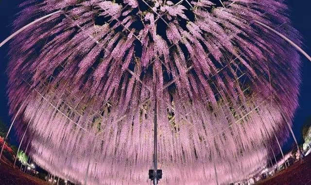 粉红色的梦幻海洋，日本百年紫藤树开花