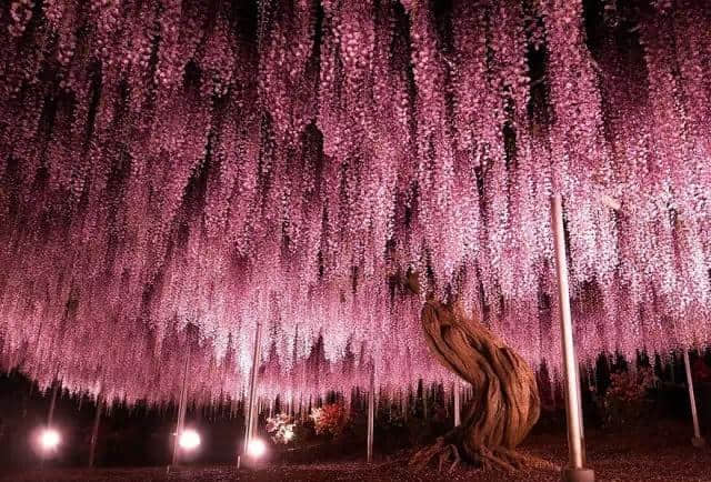 粉红色的梦幻海洋，日本百年紫藤树开花