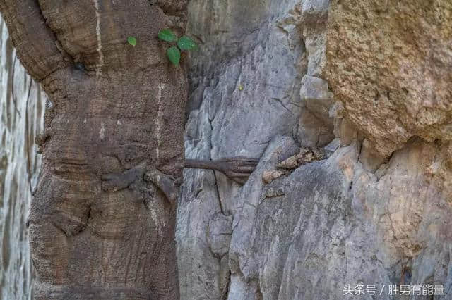 3000年的菩提树，树枝爬满整个悬崖，身上绑满钱币