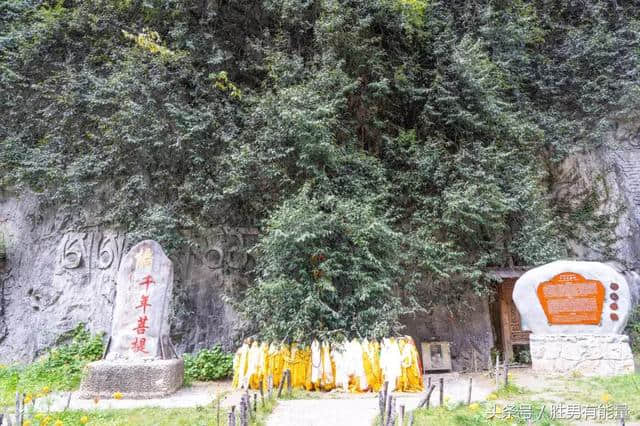 3000年的菩提树，树枝爬满整个悬崖，身上绑满钱币