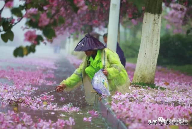 刚刚，最新大量紫荆花美图流出，刷屏柳州！