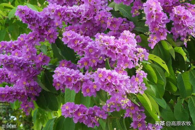 紫薇花的价值及寓意