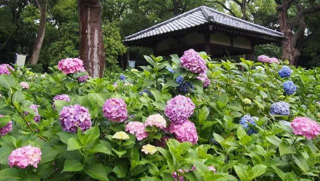 紫阳花开无尽夏，岚山秘境等烟雨，这是一场难忘的京都绮梦！
