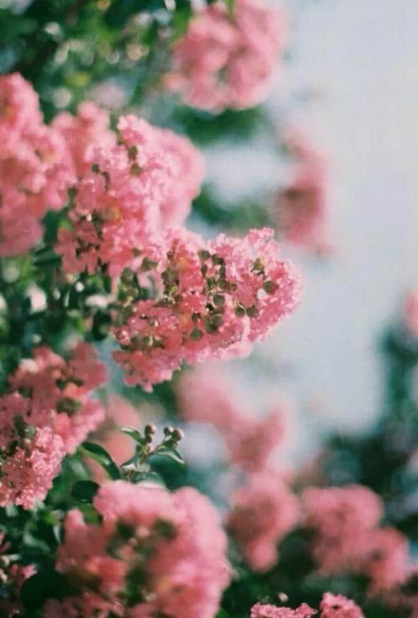 「诗词鉴赏」古诗词里的紫薇花—夏天美丽的风景！