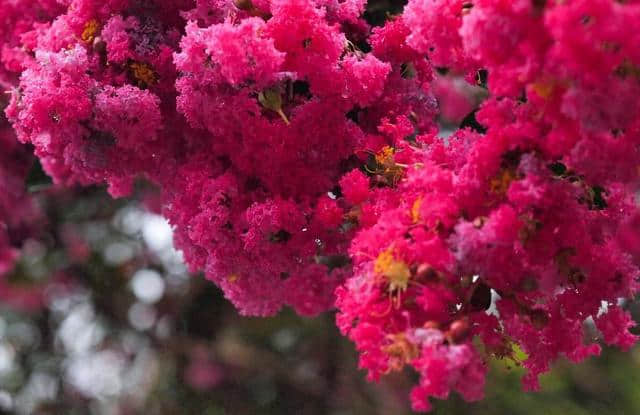 「诗词鉴赏」古诗词里的紫薇花—夏天美丽的风景！