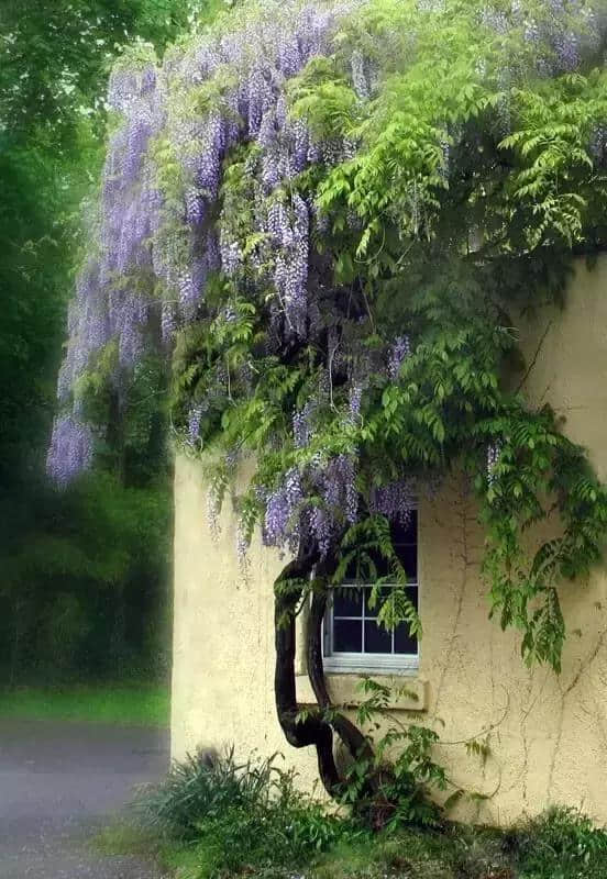 紫藤花开了，怎么拍才好看？
