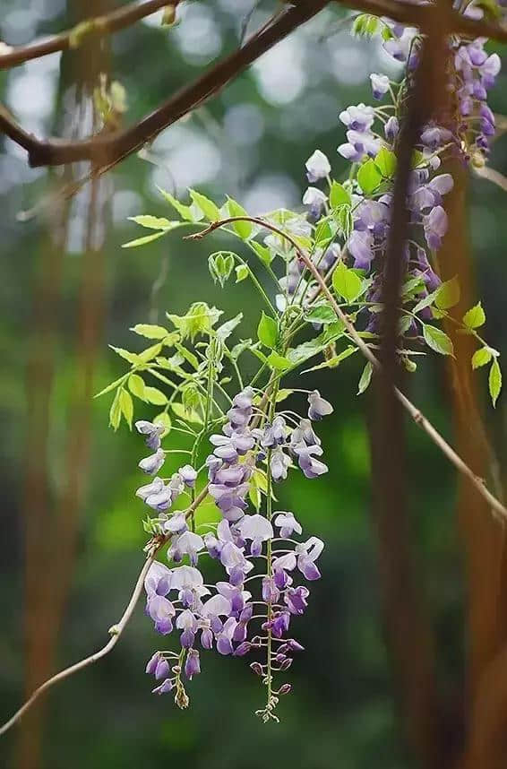 紫藤花开了，怎么拍才好看？