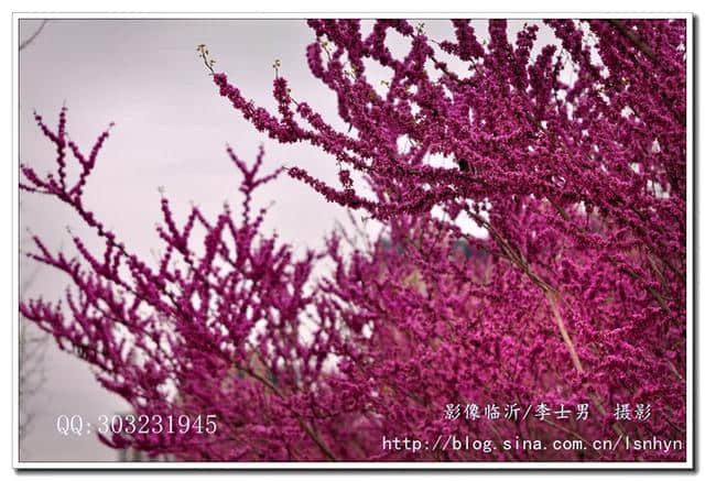 赏花长知见：离奇古怪的植物文化教你紫气东来，家和万事兴！