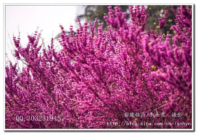 赏花长知见：离奇古怪的植物文化教你紫气东来，家和万事兴！