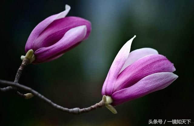 一组非常漂亮的紫玉兰拍摄作品