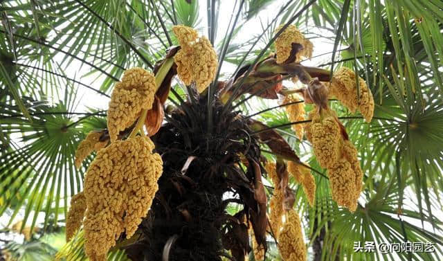 棕榈在南方非多，棕榈能产出棕榈油，没想到棕榈花还能做成美食