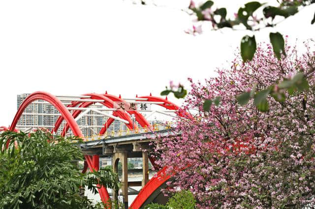 27万株紫荆花齐盛开，这才是柳州真正的春天！