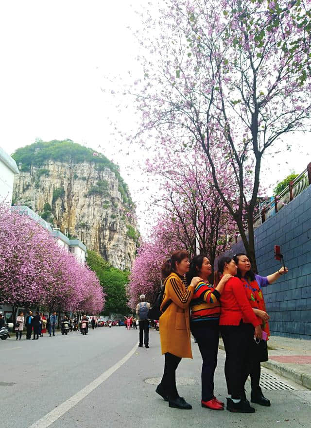 27万株紫荆花齐盛开，这才是柳州真正的春天！