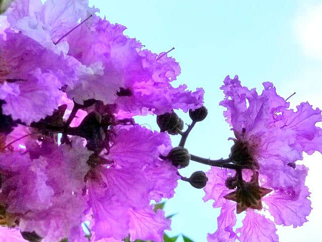 紫英灼灼，灿烂如火，艳丽如霞的大叶紫薇花