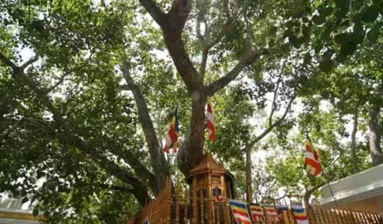 朝拜全世界最古老的菩提树