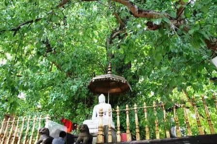 朝拜全世界最古老的菩提树