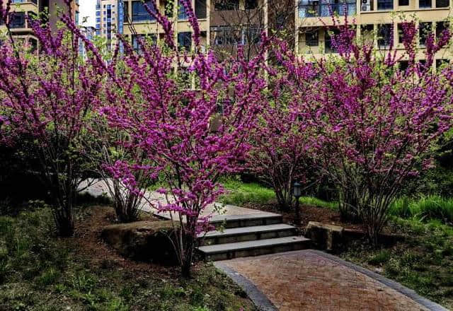 紫荆开花小巧量又大，好看耐寒养护简单，花开在树干上，真新奇！
