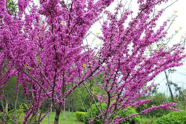 紫荆开花小巧量又大，好看耐寒养护简单，花开在树干上，真新奇！