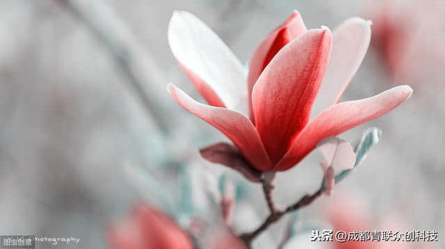 紫玉兰，我国传统类植物，多生长于四川云南地区