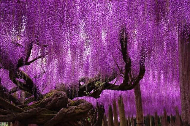 144岁的紫藤树你见过吗？好梦幻的美！