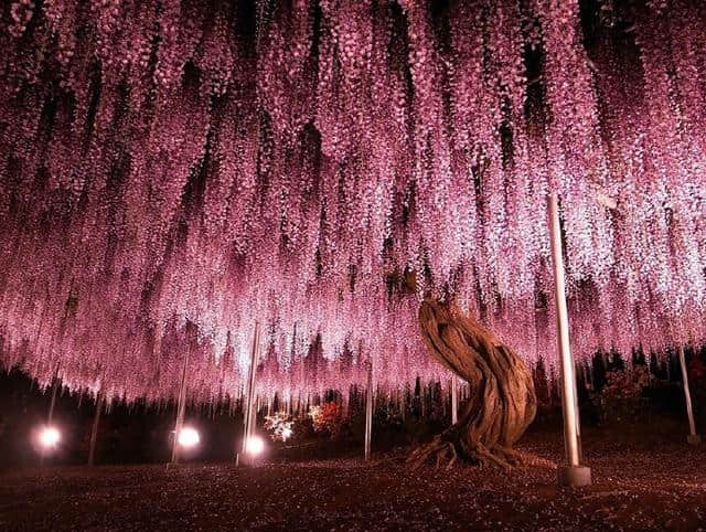 144岁的紫藤树你见过吗？好梦幻的美！