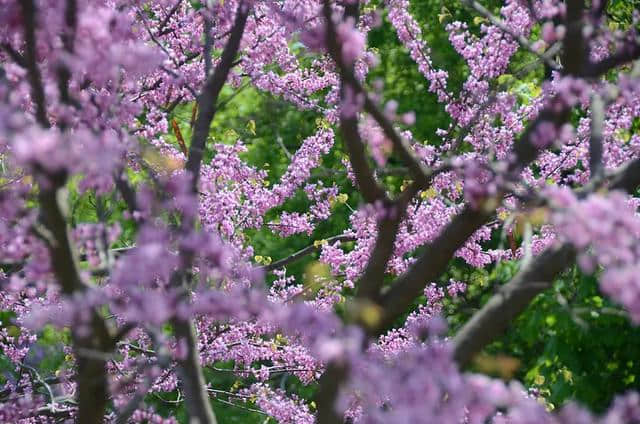 这种紫荆花生长很缓慢，养几年才能开花，但花朵惹人喜爱