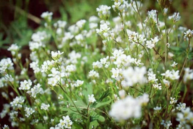 【诗词鉴赏】春在溪头野荠花，古诗词中的荠菜花！