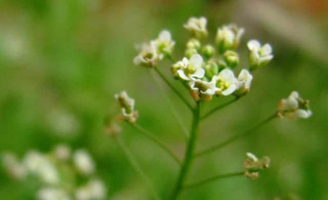 【诗词鉴赏】春在溪头野荠花，古诗词中的荠菜花！