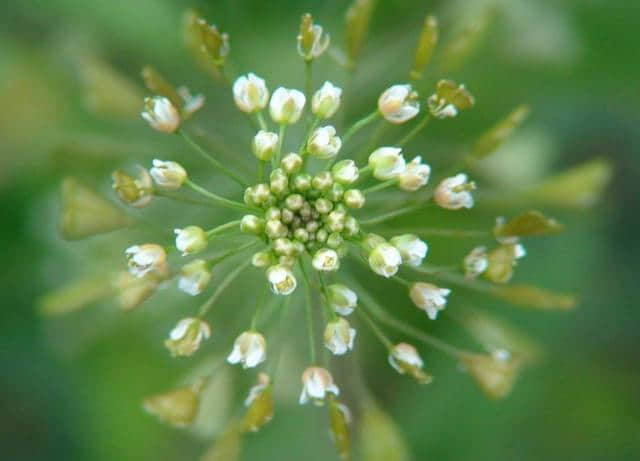 【诗词鉴赏】春在溪头野荠花，古诗词中的荠菜花！