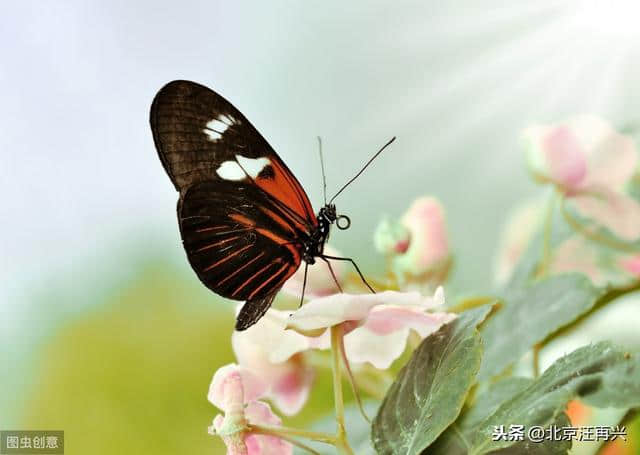 庄周梦蝶，梁祝化蝶，难道每一只蝴蝶，天生都是传奇