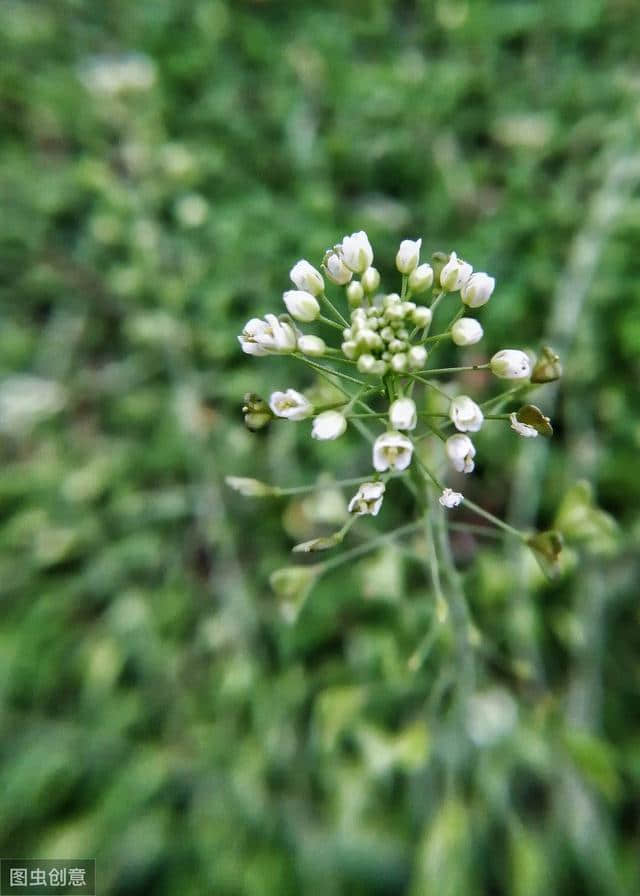 知味斋：春在溪头荠菜花