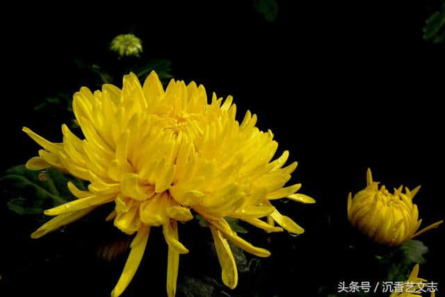黄巢的两首菊花诗，见证了他从意气少年到唐朝掘墓人