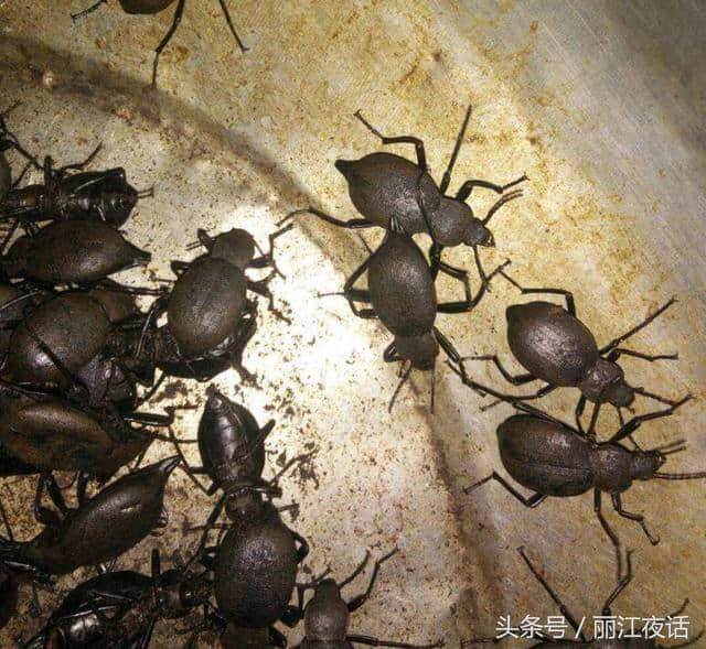 云南农村有一种昆虫，俗称“打屁虫”，药材市场上卖500元一斤
