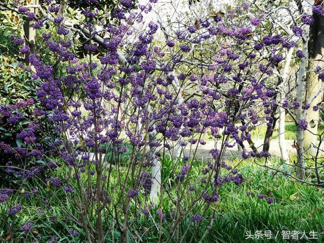 既可观赏；又能药用 让你认识漂亮的植物——紫珠