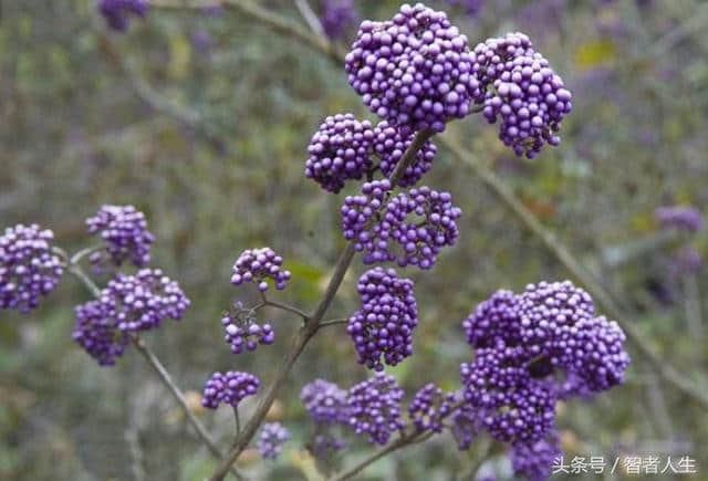 既可观赏；又能药用 让你认识漂亮的植物——紫珠