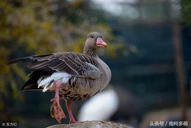 满江红：壮志饥餐胡虏肉，笑谈渴饮匈奴血