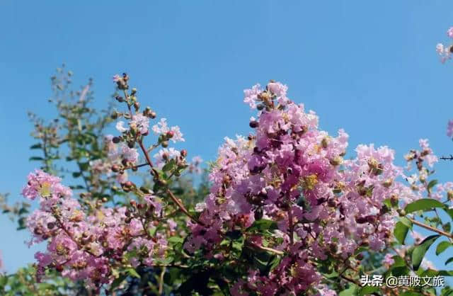 紫薇花开日，幸福敲门时！农耕年华内紫薇花盛放，漂亮极了！