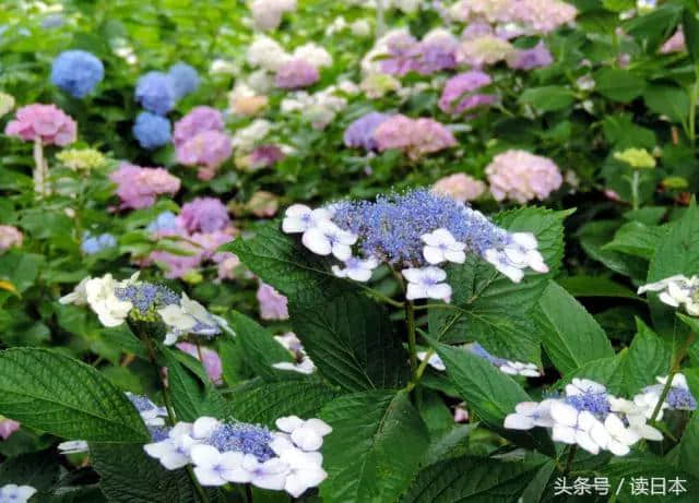 紫阳花开——日本最美的花其实并不是樱花