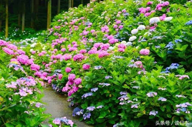 紫阳花开——日本最美的花其实并不是樱花