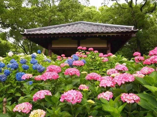 日本夏天这种神灵都眷恋的颜色美炸天，5-6月紫阳花赏花全攻略