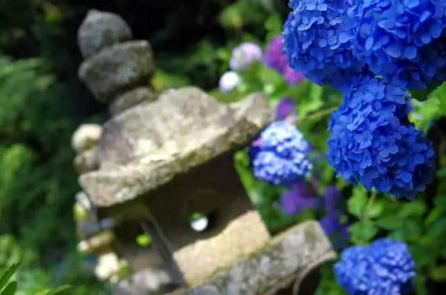 日本夏天这种神灵都眷恋的颜色美炸天，5-6月紫阳花赏花全攻略