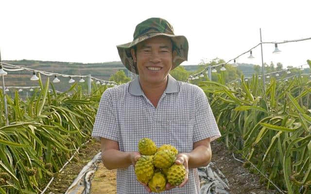 这里的黄色火龙果全年产果 种植户年收入有望突破10万