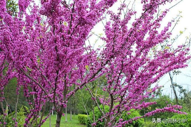 种下一颗紫荆树，家庭幸福美满！